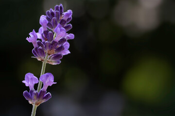Obraz premium Single sprig of blooming and fragrant lavender flower against a dark green blurred background. Copy space