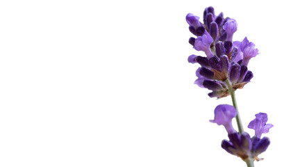 Single sprig of blooming and fragrant lavender flower isolated on white background. Space for text and design