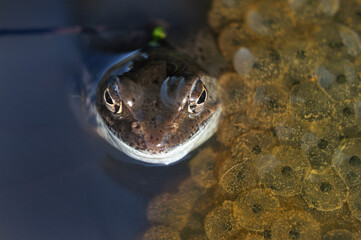 Frog in pond with its eggs