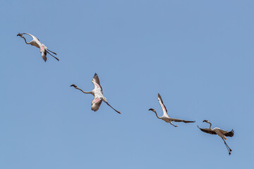 A group of Four Flamingos in flight