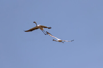 A pair of Flamingo enjoying flight