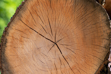 Cut tree disc of construction wood after deforestation stacked as woodpile show annual rings and the age of trees for lumber and timber industry as sustainable resources on wood log and tree carcass