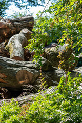 Tree wood stack of lumber industry and timber woodmill as sustainable resource and renewable resource for carpentry and construction or firewood with deforestation in sawmill woodpile trunk logging