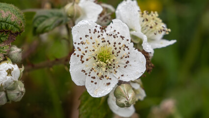 Himalayan Blackberry