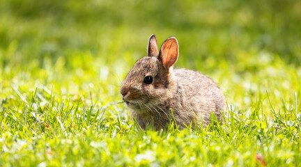 Wild Baby Rabbit sitting and eating on green grass. Sunny Spring Day.