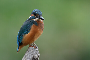 Male Kingfisher