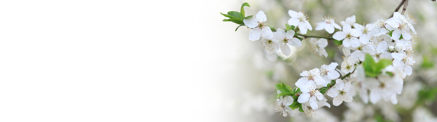 Flowering cherry plum. White flowers shot with selective focus. Website header banner