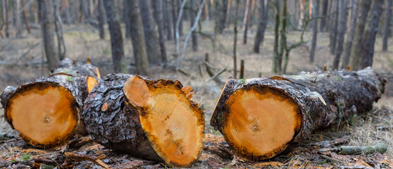 closeup pine tree trunk lie in forest, deforestation outdoor scene