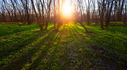 green wide forest glade at the sunset, outdoor natural background
