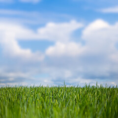 Fototapeta na wymiar closeup green rural field under blue cloudy sky, countryside industry background