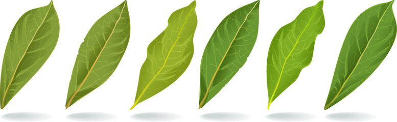 A set of bay leaves. Wonderful fresh spices for any composition. Bay leaf - isolated leaf silhouettes.  illustration on a white background. Detailed image. The best solution for logo, menu, label