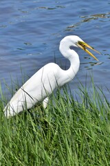 Fototapeta premium Great Egret