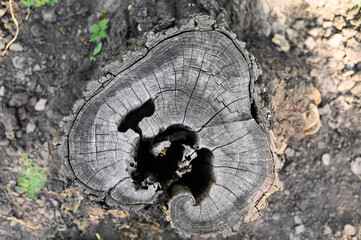 an old felled weathered stump. top view