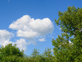 tree leaves on a sky background with clouds