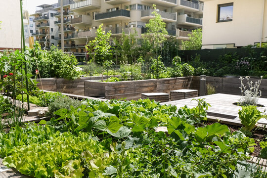 Urban farming: community garden in the city as sustainable living