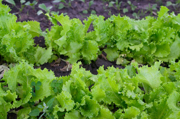 organic lettuce in a in the garden. Rows of seedlings. Lettuce ready to pick for a fresh summer salad.