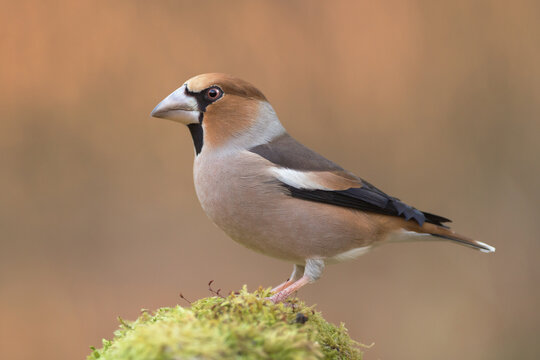 Hawfinch perched on the mossy stone (Coccothraustes coccothraustes)