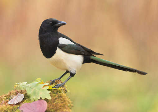 Eurasian magpie (Pica pica) perched on the mossy stone covered oak leaves in autumn forest. Wildlife, Ukraine
