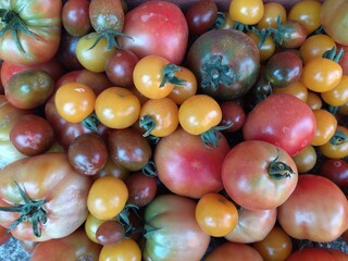 Conjunción de tomates