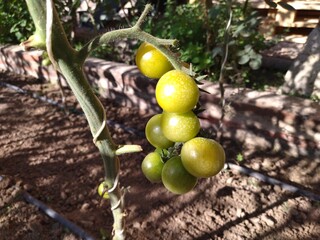 Huerta con variedad de tomate