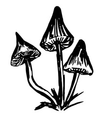 Poison mushroom. Abstract fungus in engraving style. Hand drawn vector sketch illustration. Halloween decor clipart isolated on white.