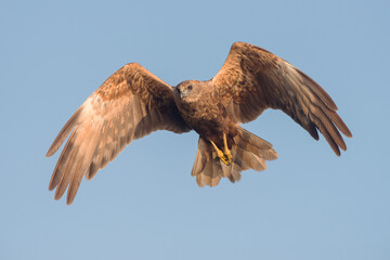 Western marsh harrier (Circus aeruginosus)