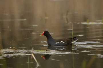 Common Moorhens, marsh hens swimming in the pond.  Gallinula Chloropus,  cute bird.