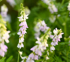 Close-up of astragalus glycyphyllos flower, Belgium