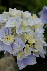 beautiful hydrangea bush in the garden