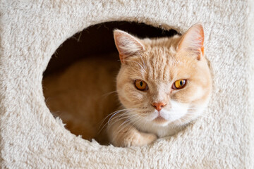 Fototapeta premium Kot Brytyjski leży w drapaku dla kotów.