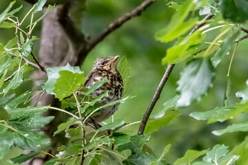 fieldfare bird sitting on branch in the woods