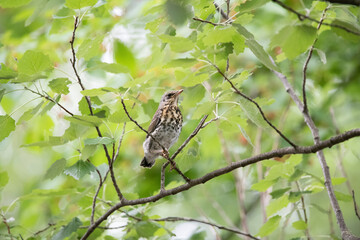 fieldfare bird sitting on branch in the woods