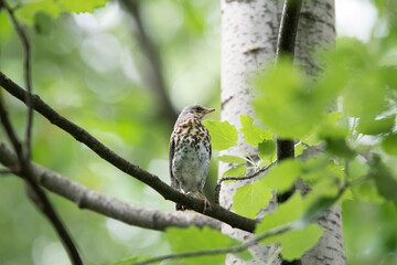 fieldfare bird sitting on branch in the woods