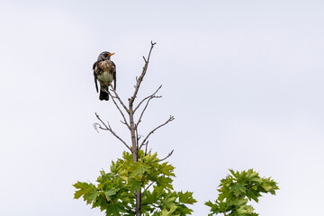 young fieldfare bird sitting on a tree