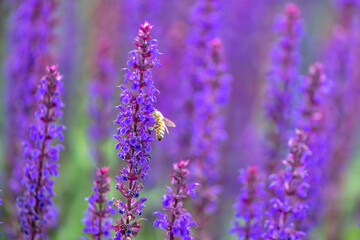 Naklejka premium violet lavender blossoms with bee