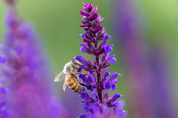 single violet lavender blossom with bee