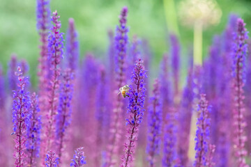 violet lavender blossoms with bee