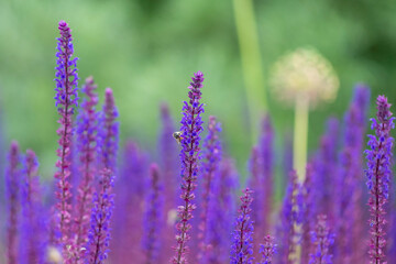 violet lavender blossoms with bee