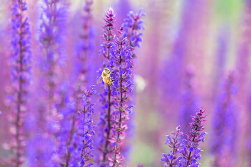 violet lavender blossoms with bee