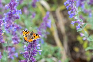 Schmetterling Fuchs auf einer lila Blume