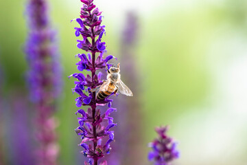 single violet lavender blossom with bee