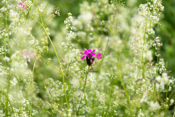 grüner Hintergrund mit weißen Blüten und Blüte in pink in der MItte