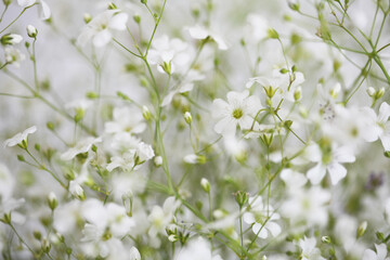 Soft focus blur White flower. Fog smoke nature horizontal copy space background.