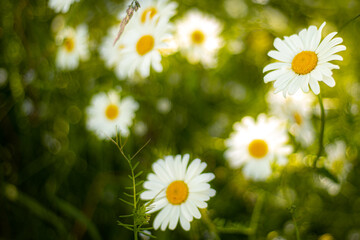 Daisies in the meadow at sunset. White summer flowers in the pasture. Solstice crown flowers