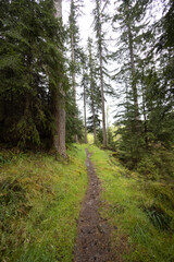 Fototapeta na wymiar Trail through a Pine Forest in the Northwest Highlands of Scotland