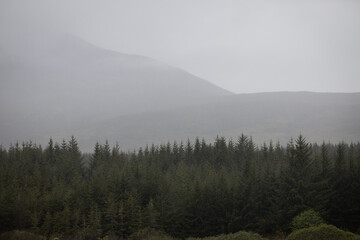 Foggy Pine Forest in the Highlands of Scotland