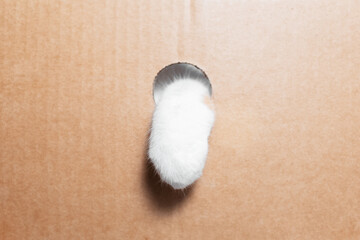 Close-up of white cat paw in a round hole of cardboard box. © Lalandrew