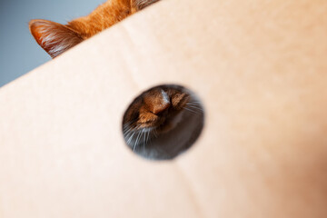 Close-up portrait of fluffy red-white cat behind the cardboard box.
