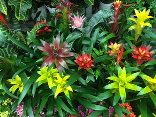 Variety of bromeliad plants displayed at a market stand