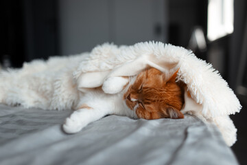 Close-up of cute red-white cat sleeping under warm blanket on bed.